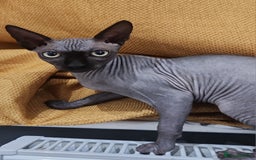 Sphynx cats for sale: 3 Lovely Canadian Sphynx kittens - Image 26