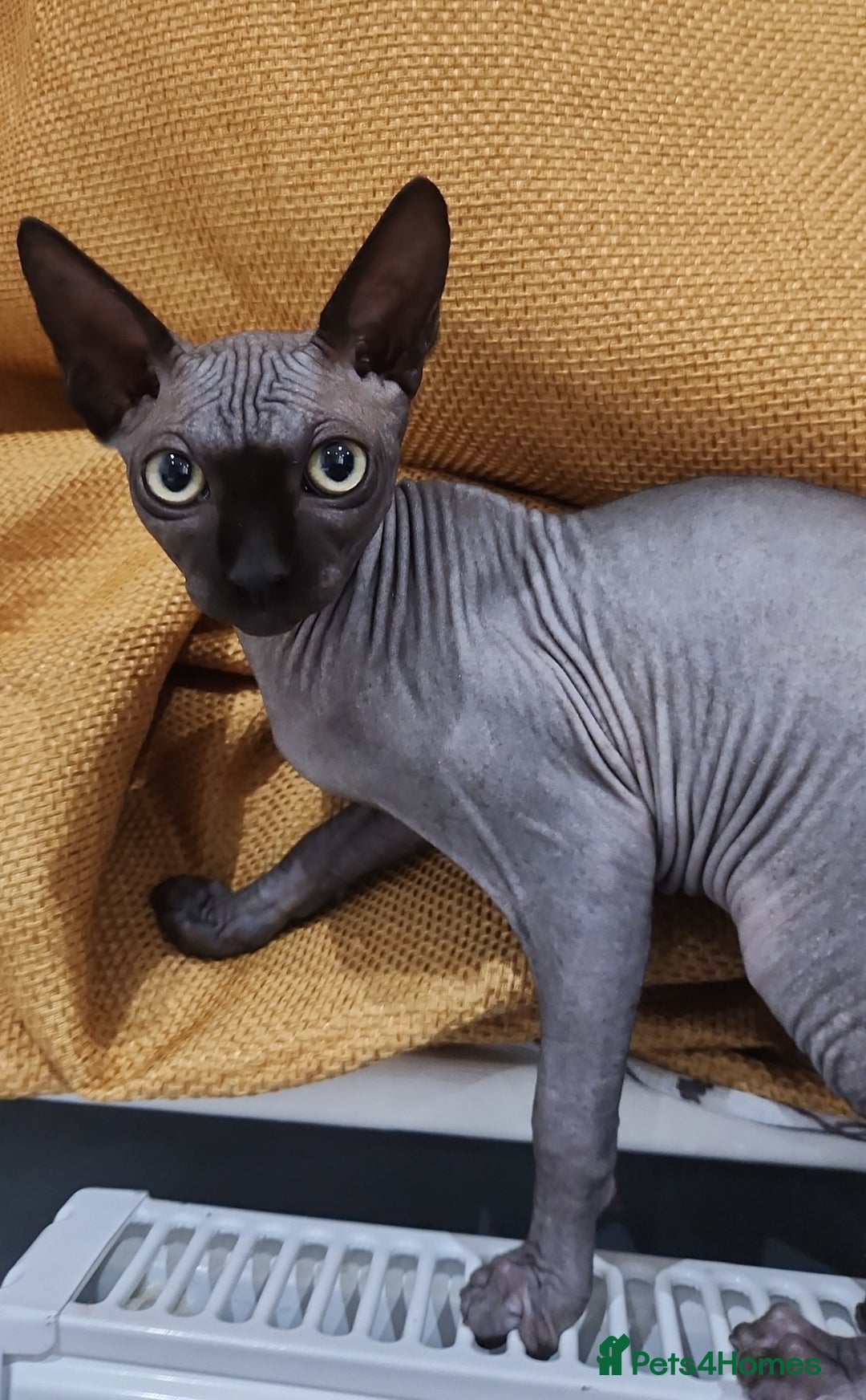 Sphynx cats for sale: 3 Lovely Canadian Sphynx kittens - Image 26