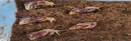Snails invertebrates for sale: 🐌 10 Beautiful Giant African Land Snails 🐌 in Plymouth - Advert 4