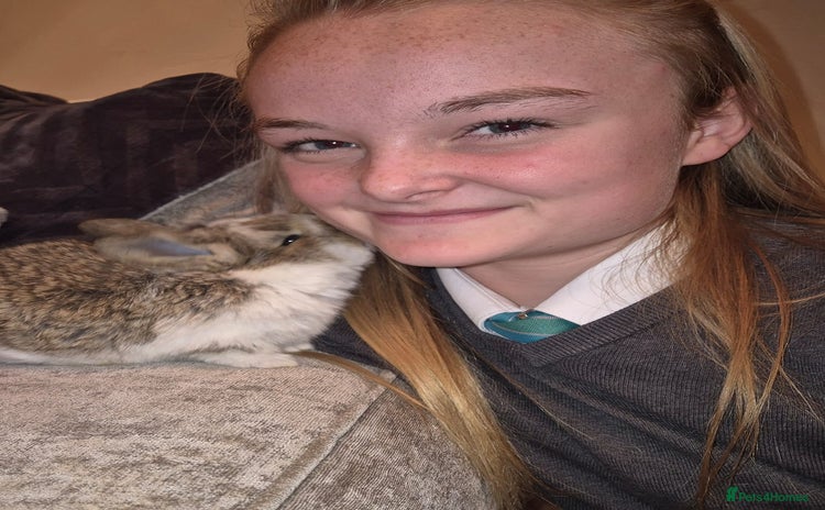 French Lop rabbits AtoB Lop Heaven - Advert 2