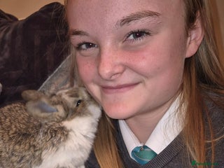 French Lop rabbits AtoB Lop Heaven - Advert 2