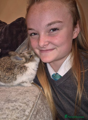 French Lop rabbits AtoB Lop Heaven - Advert 2