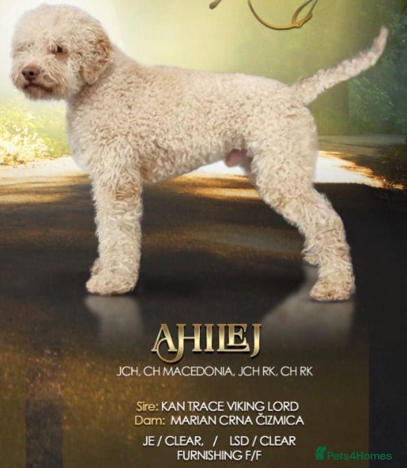 Lagotto Romagnolo dogs Butiful Lagato Romagnolo  pups for sale - Advert 2