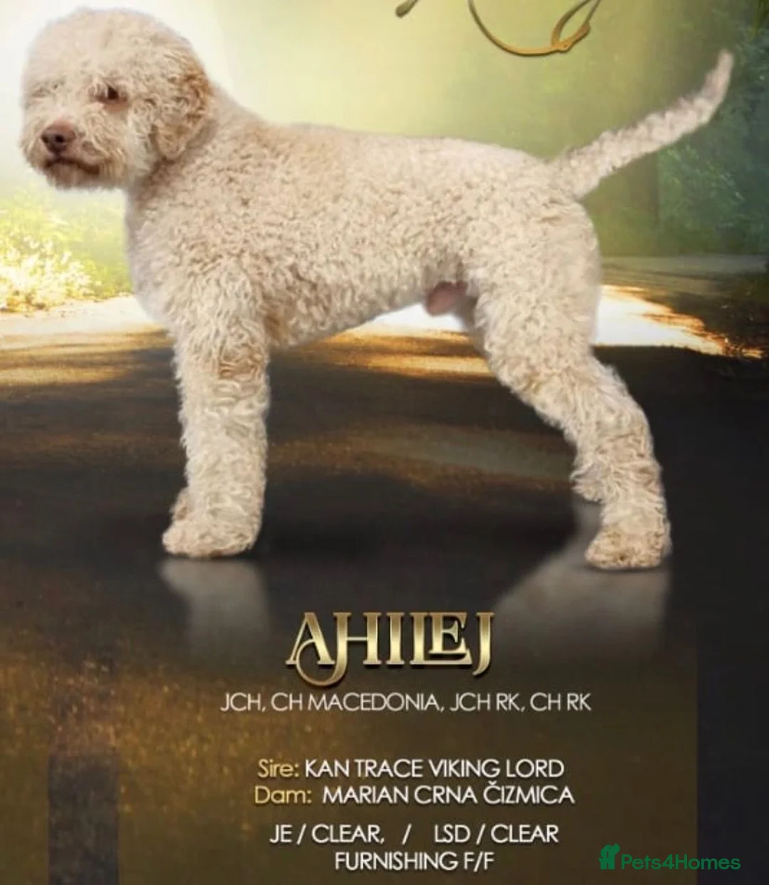 Lagotto Romagnolo dogs for sale: Butiful Lagato Romagnolo  pups for sale - Advert 2