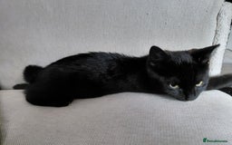 Mixed Breed cats for sale: Kitten - Image 2