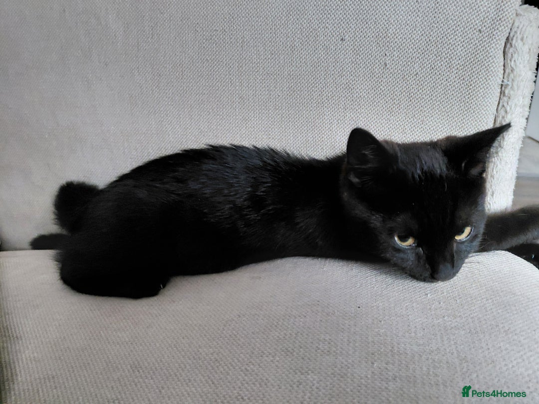 Mixed Breed cats for sale: Kitten - Image 2