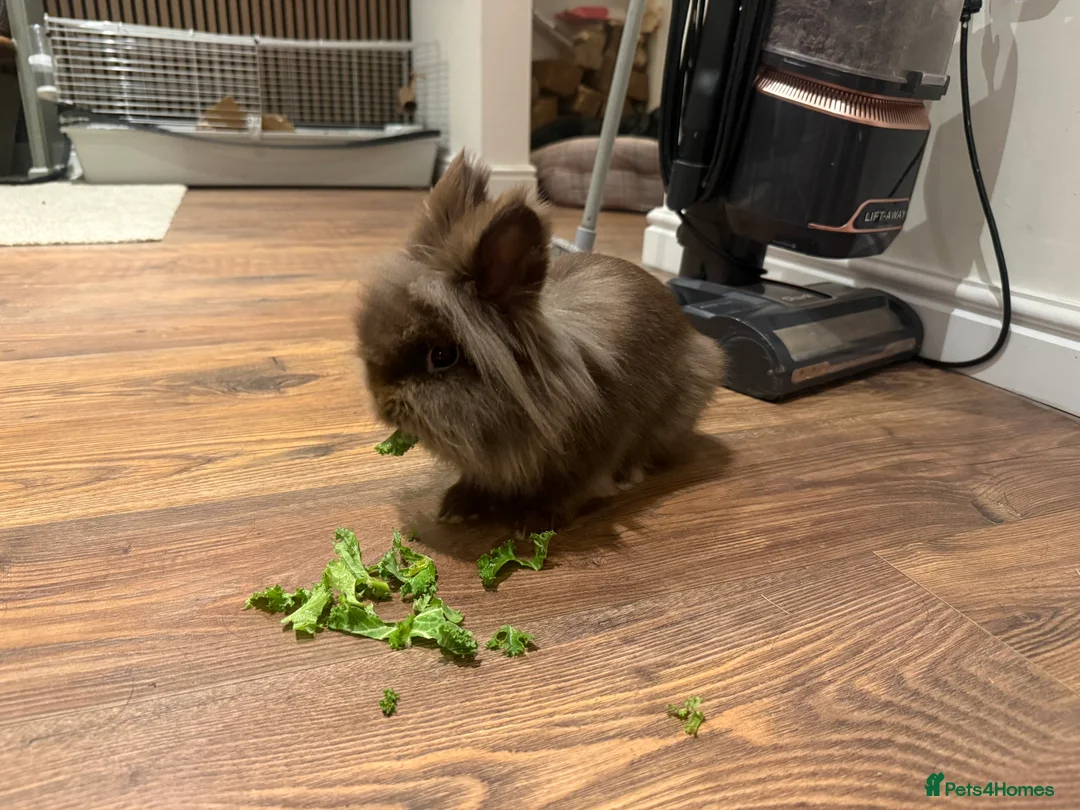 Lionhead rabbits for sale: Lionhead Rabbit - with 2 cages - Advert 7