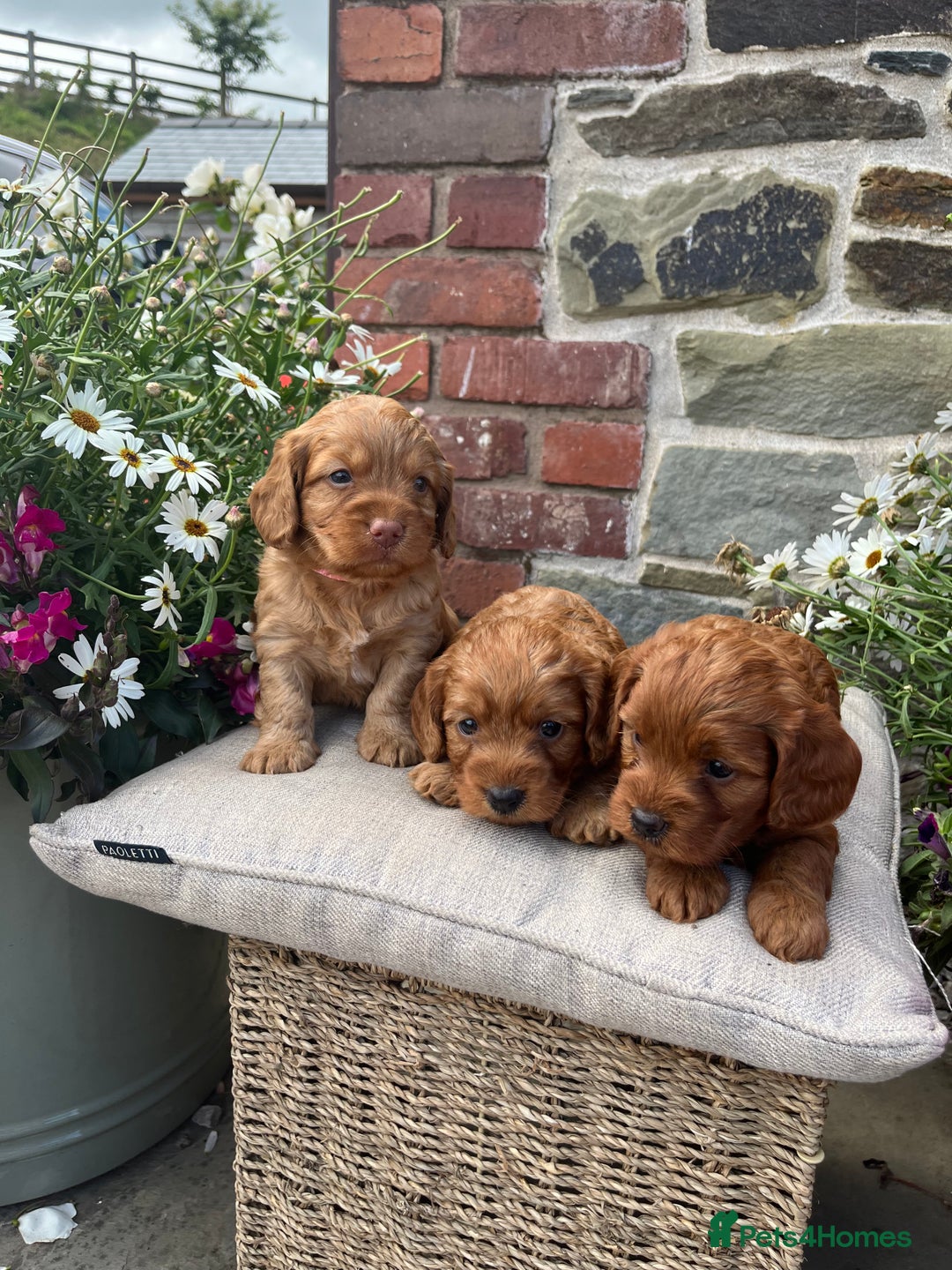 Cockapoo dogs for sale: Beautiful Toy F1 Cockapoo Puppies for sale - Image 17