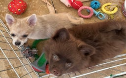 Pomchi dogs for sale: Pomchi - Image 8