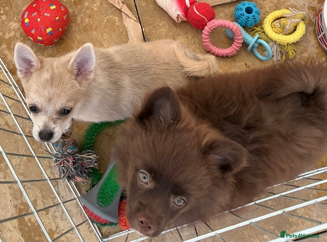 Pomchi dogs for sale: Pomchi - Image 8
