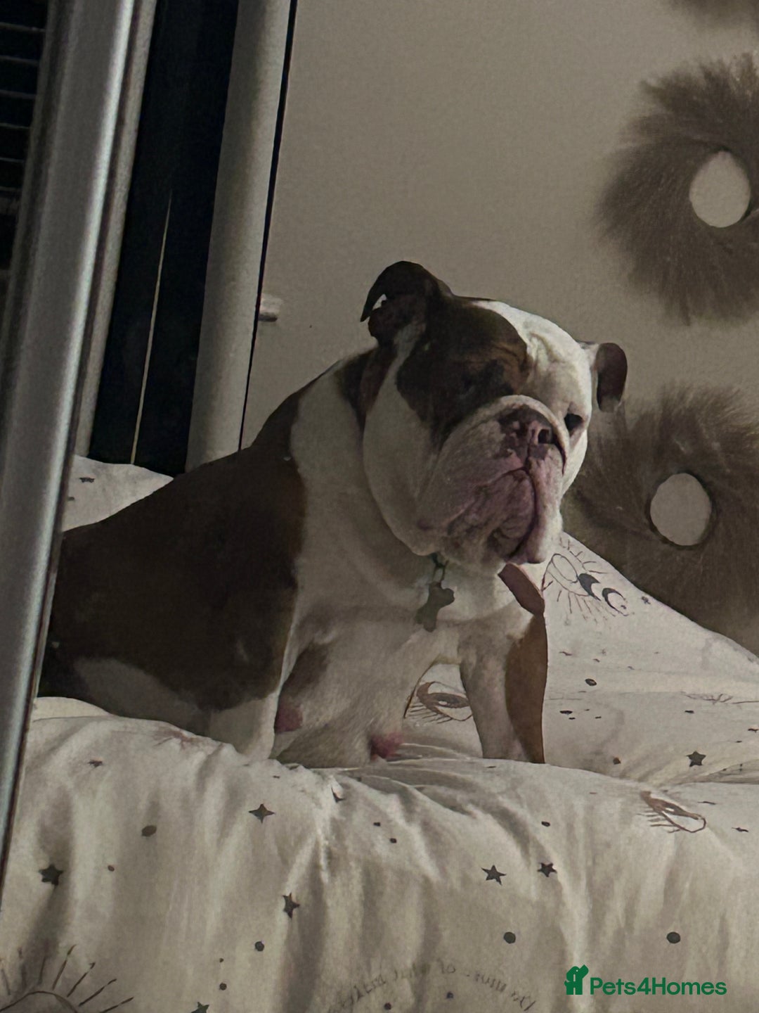 Mixed Breed dogs for sale: B A X T E R - 8month old beauty - Advert 2