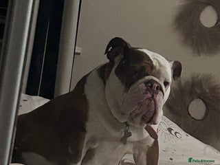 Mixed Breed dogs B A X T E R - 8month old beauty - Advert 2