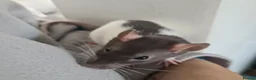 Rat rodents for sale: DOB 20th May - Baby rats  - Advert 8