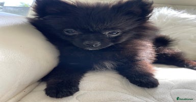 Pomeranian dogs - Advert 4
