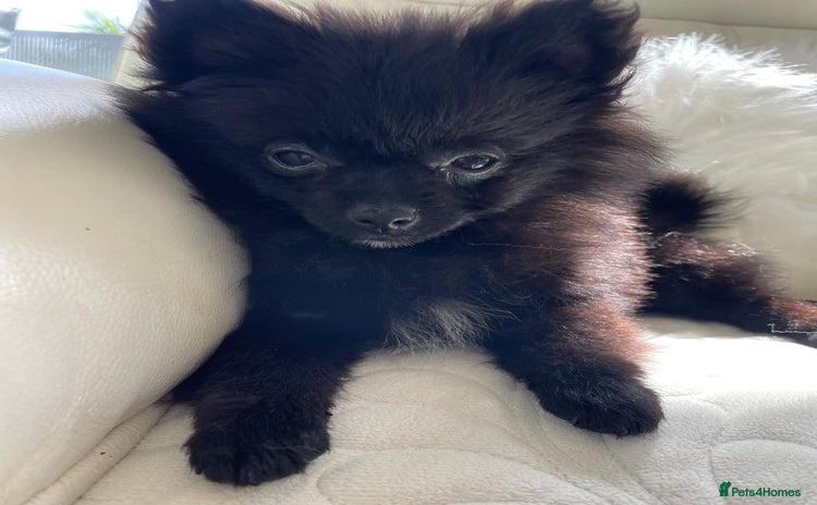 Pomeranian dogs - Advert 3