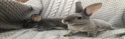 Rex rabbits for sale: Beautiful velvet mini Rex & Rex rabbits - Advert 13