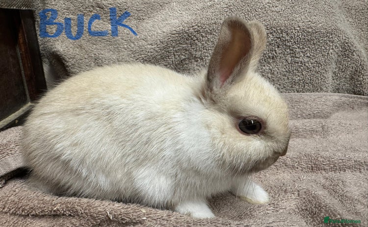 Netherland Dwarf rabbits - Advert 3