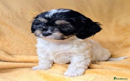 Cavapoo dogs for sale: Stunning CAVAPOO pups, DNA health tested parents - Image 2