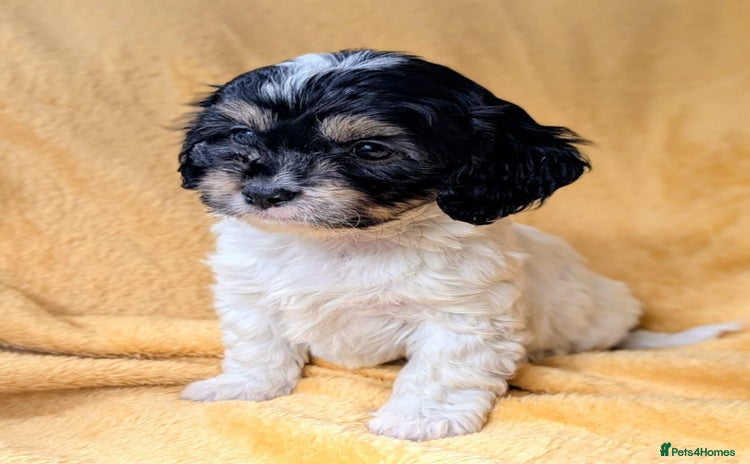 Cavapoo dogs - Advert 2