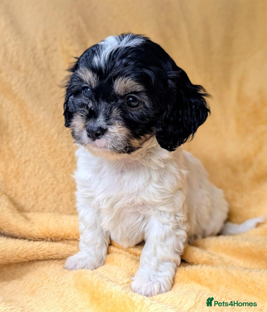 Cavapoo dogs for sale: Stunning CAVAPOO pups, DNA health tested parents - Image 2