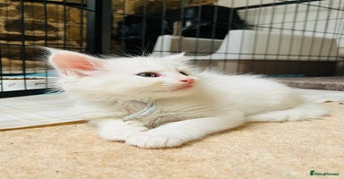 Maine Coon cats - Advert 10