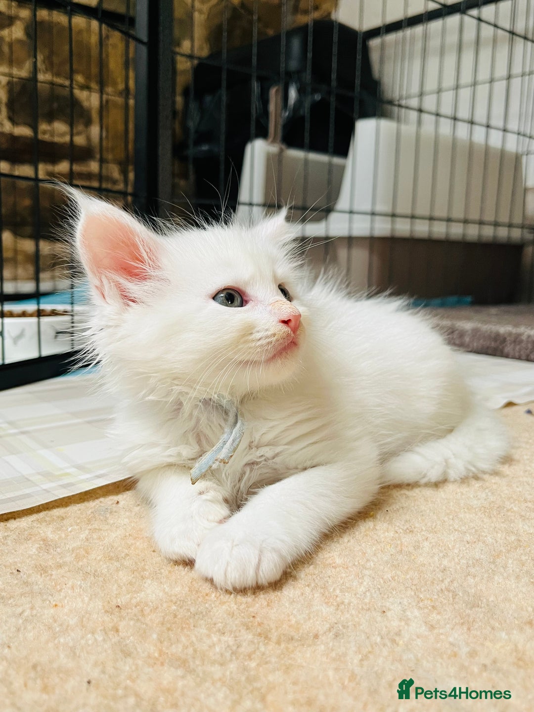 Maine Coon cats for sale: Stunning TICA registered Maine coon kittens  - Image 3