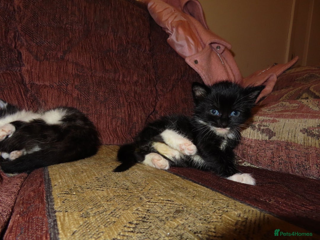 Mixed Breed cats for sale: Sweet Kittens Looking for Loving Homes - Advert 4