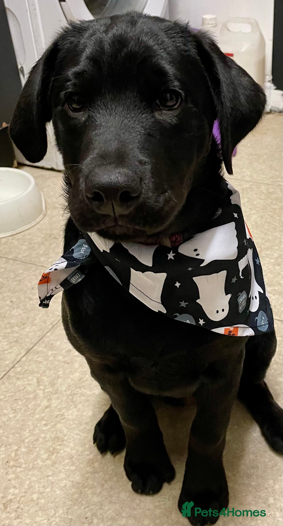 Mixed Breed dogs for sale: 2 beautiful nearly 6 month girls  - Advert 19