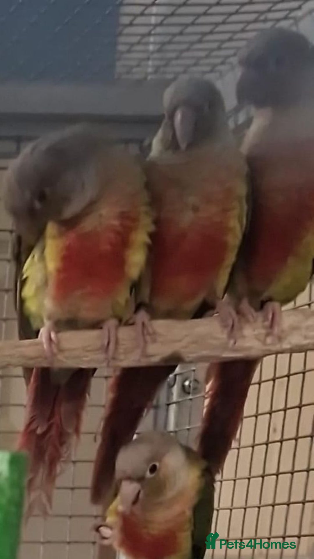 Parrots birds for sale: Xxx BIRDS/PARAKEETS/PARROTS xxX - Advert 17