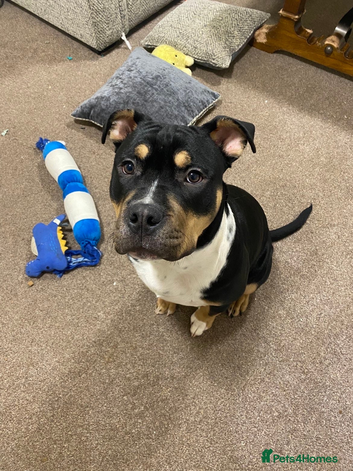 Mixed Breed dogs 6 month old pocket bully - Advert 1