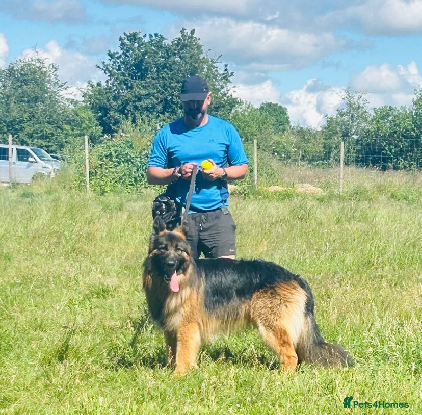 German Shepherd dogs KC German Shepherd puppies- Long established line - Advert 2