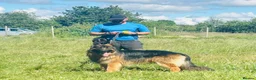 German Shepherd dogs for sale: KC German Shepherd puppies- Long established line - Advert 2