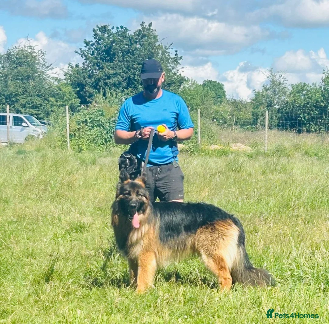 German Shepherd dogs for sale: KC German Shepherd puppies- Long established line - Advert 2