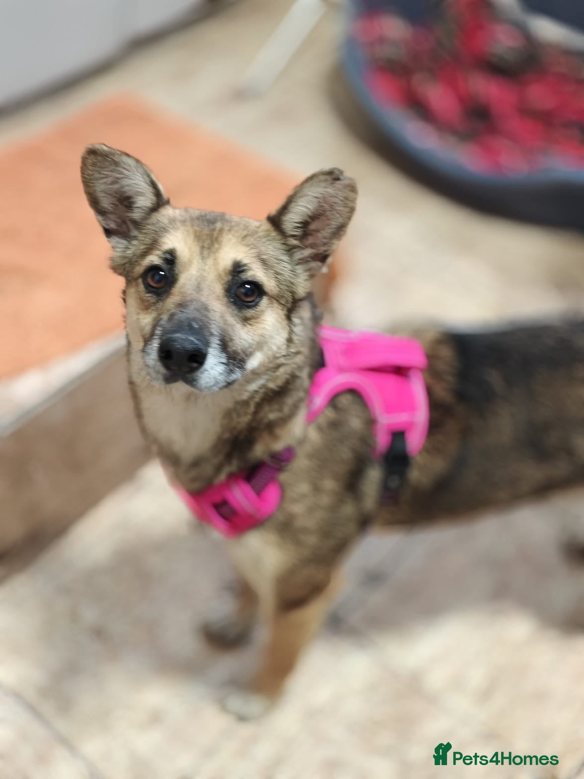 Mixed Breed dogs ❤️🐶 ZLATA – GENTLE, THOUGHTFUL - Advert 8