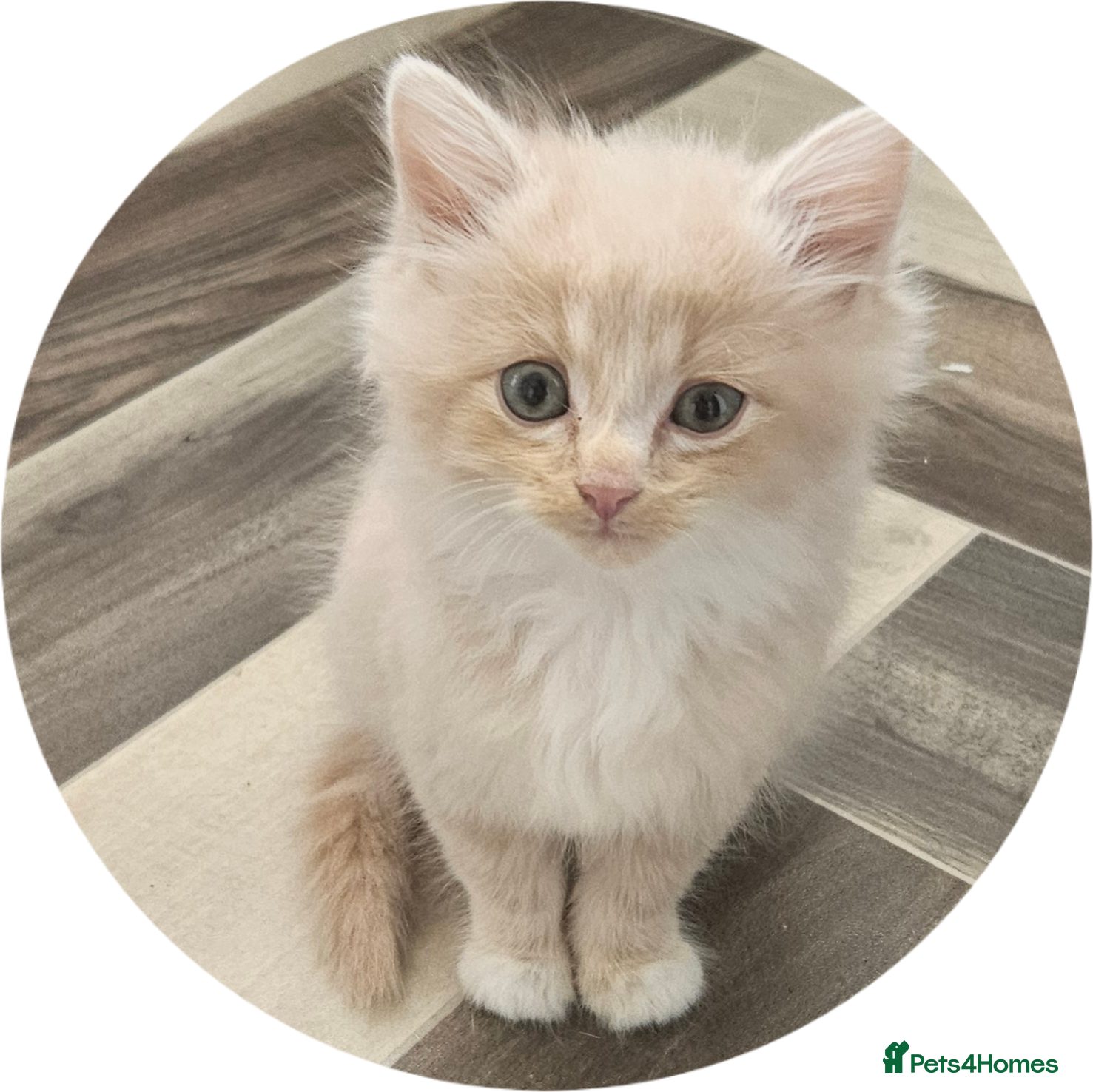 Mixed Breed cats Rare Diluted Kittens Ready For Their Forver Homes - Advert 1