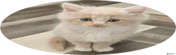 Mixed Breed cats for sale: Rare Diluted Kittens Ready For Their Forver Homes - Advert 1