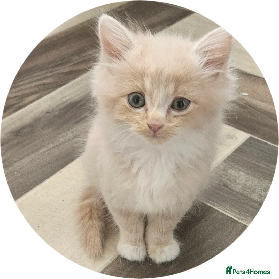 Mixed Breed cats for sale: Rare Diluted Kittens Ready For Their Forver Homes - Advert 1
