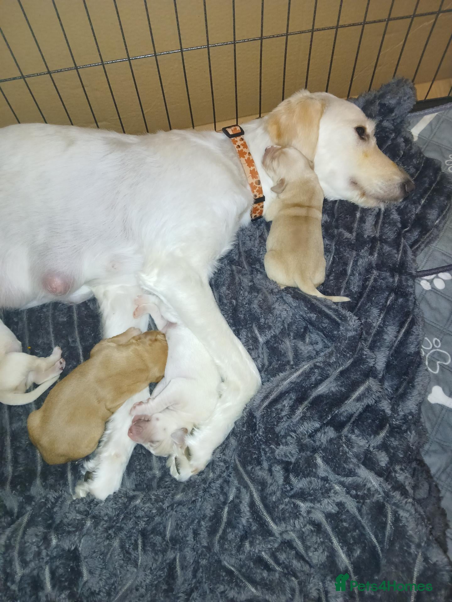 Labradoodle dogs for sale: Labrador Crosses - Advert 8