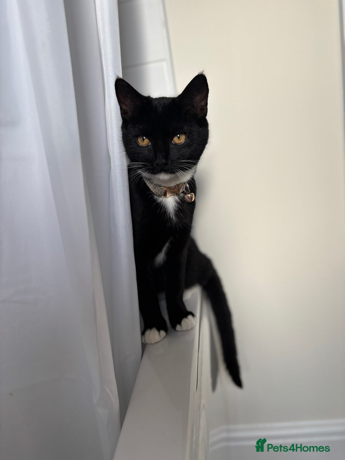 Mixed Breed cats for sale: 2 Cats for sale - Advert 23