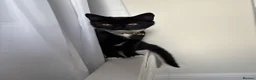 Mixed Breed cats for sale: 2 Cats for sale in Nottingham - Advert 2