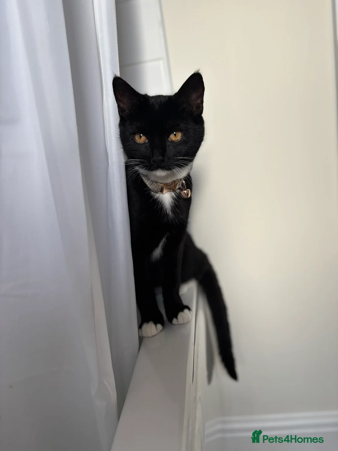 Mixed Breed cats for sale: 2 Cats for sale in Nottingham - Advert 2