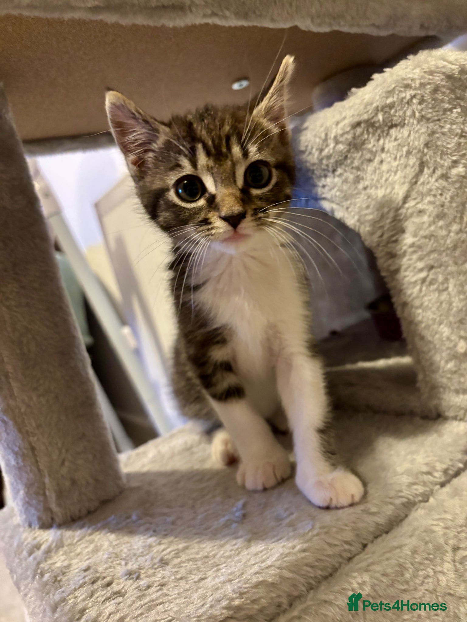 Mixed Breed cats Mixed breed beautiful little girl - Advert 3