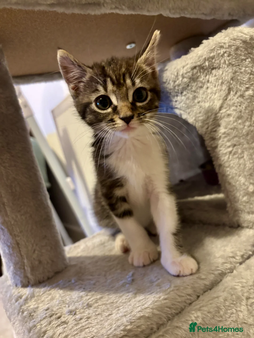 Mixed Breed cats for sale: Mixed breed beautiful little girl in Salisbury - Advert 1