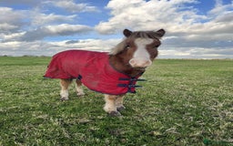 Welsh Section A horses for sale: Tame Gelding etm 11.2hh Kids Lead Rein Riding Pony - Advert 16