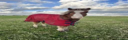 Welsh Section A horses for sale: Dapper Pony Open to Sensible Offers to Right Home - Advert 13