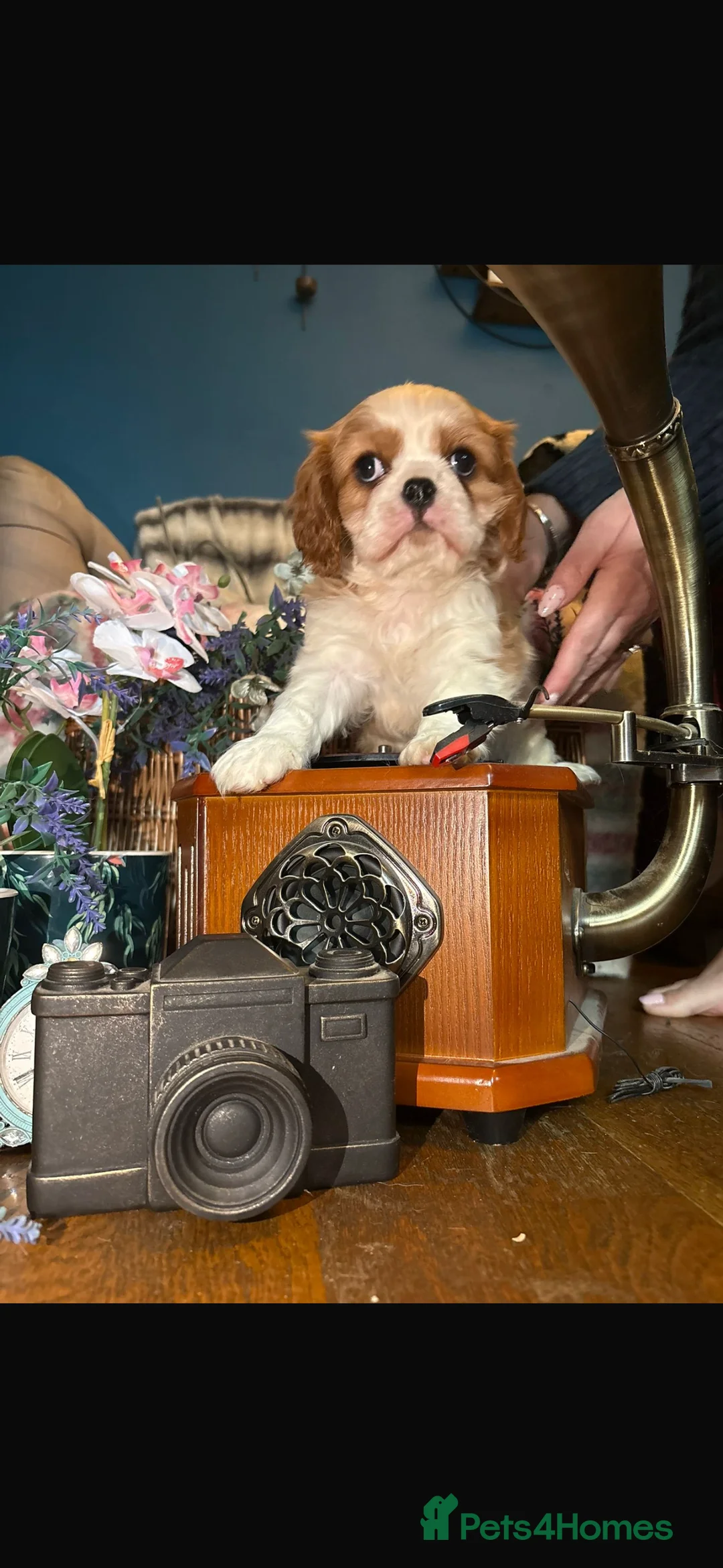 Cavalier King Charles Spaniel dogs for sale: KC PEDIGREE CAVALIER KING CHARLES - Advert 25
