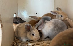 Mixed Breed rabbits for sale: Mixed baby rabbits  - Image 5