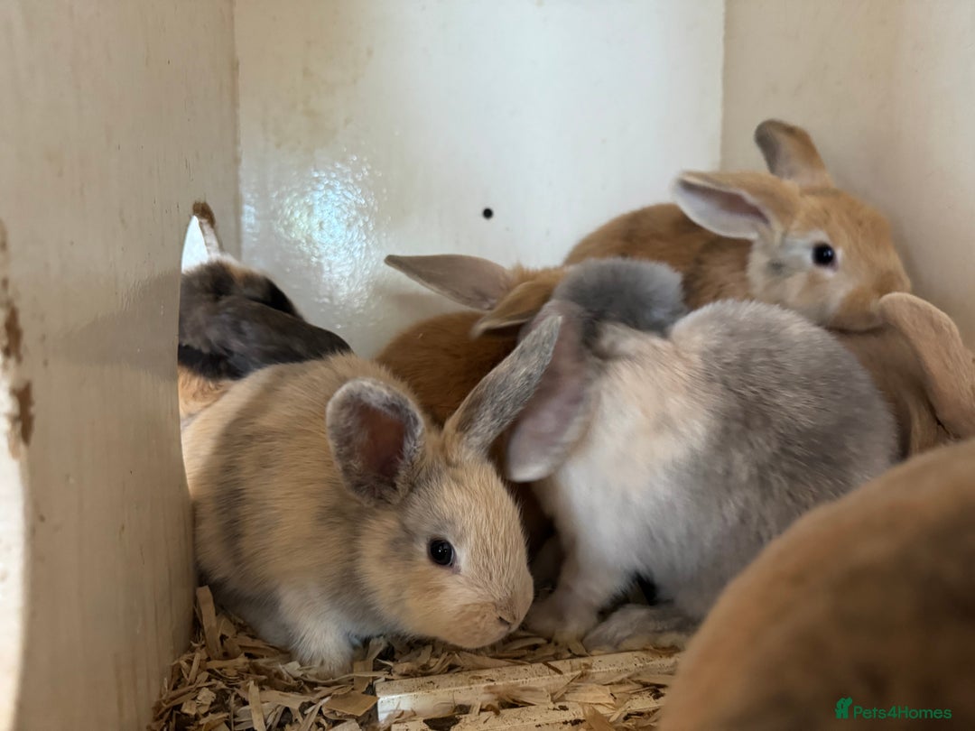 Mixed Breed rabbits for sale: Mixed baby rabbits  - Image 5
