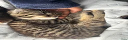 Mixed Breed cats for sale: 🐱 Six Kittens Looking for Loving Homes! 🐾 - Advert 20
