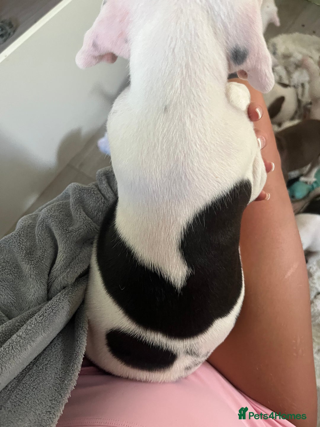 Mixed Breed dogs for sale: American bull dogs cross staffy - Image 15